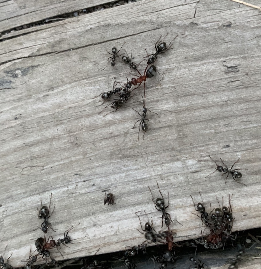 Think humans invented drawing and quartering? Think again. Contravex